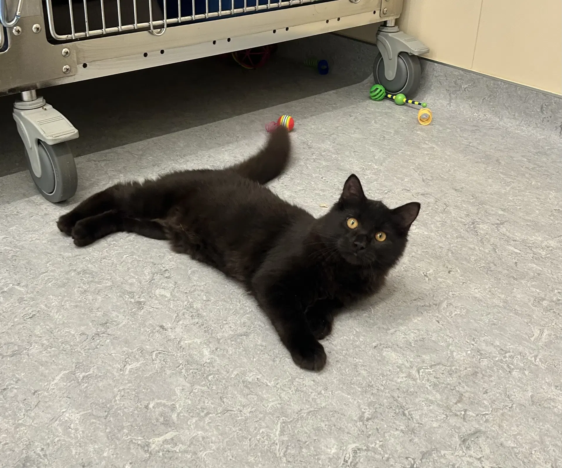 Skrill image 2