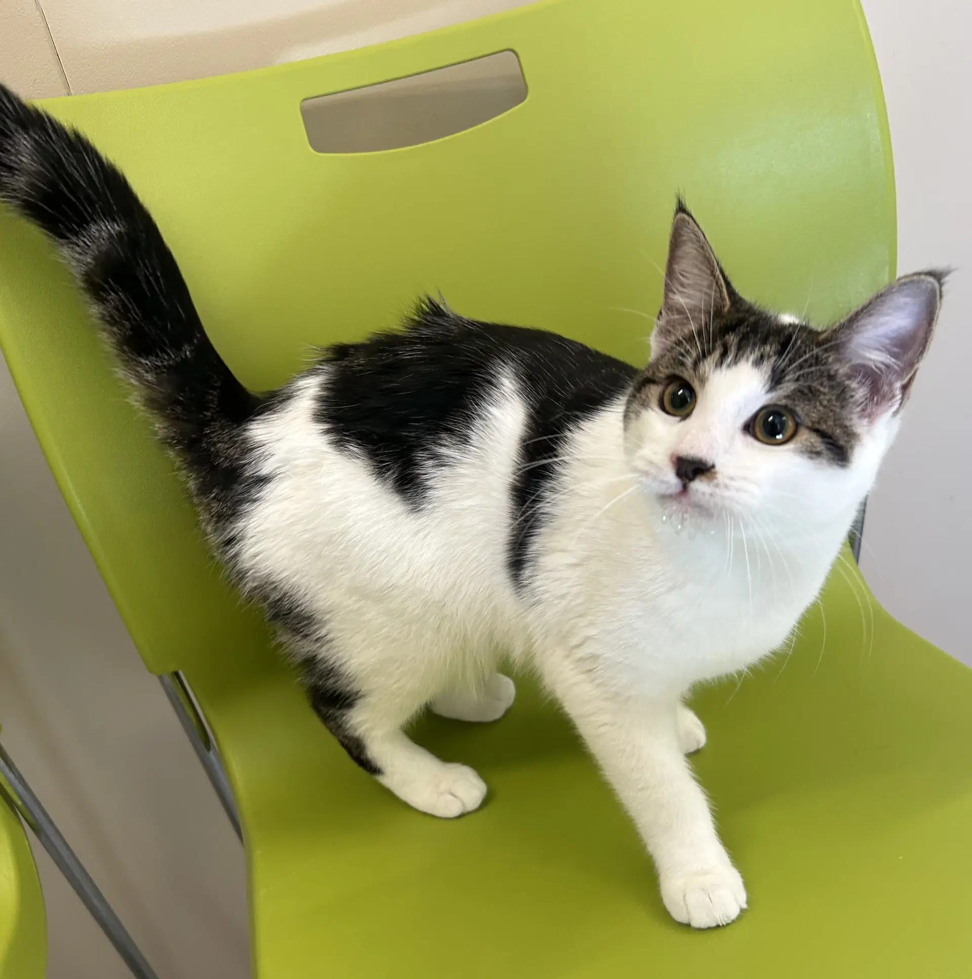 Xena - Domestic Short Hair