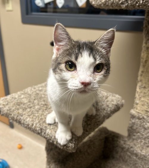 Ernie Mae, a cat for adoption from Second Chance Animal Center
