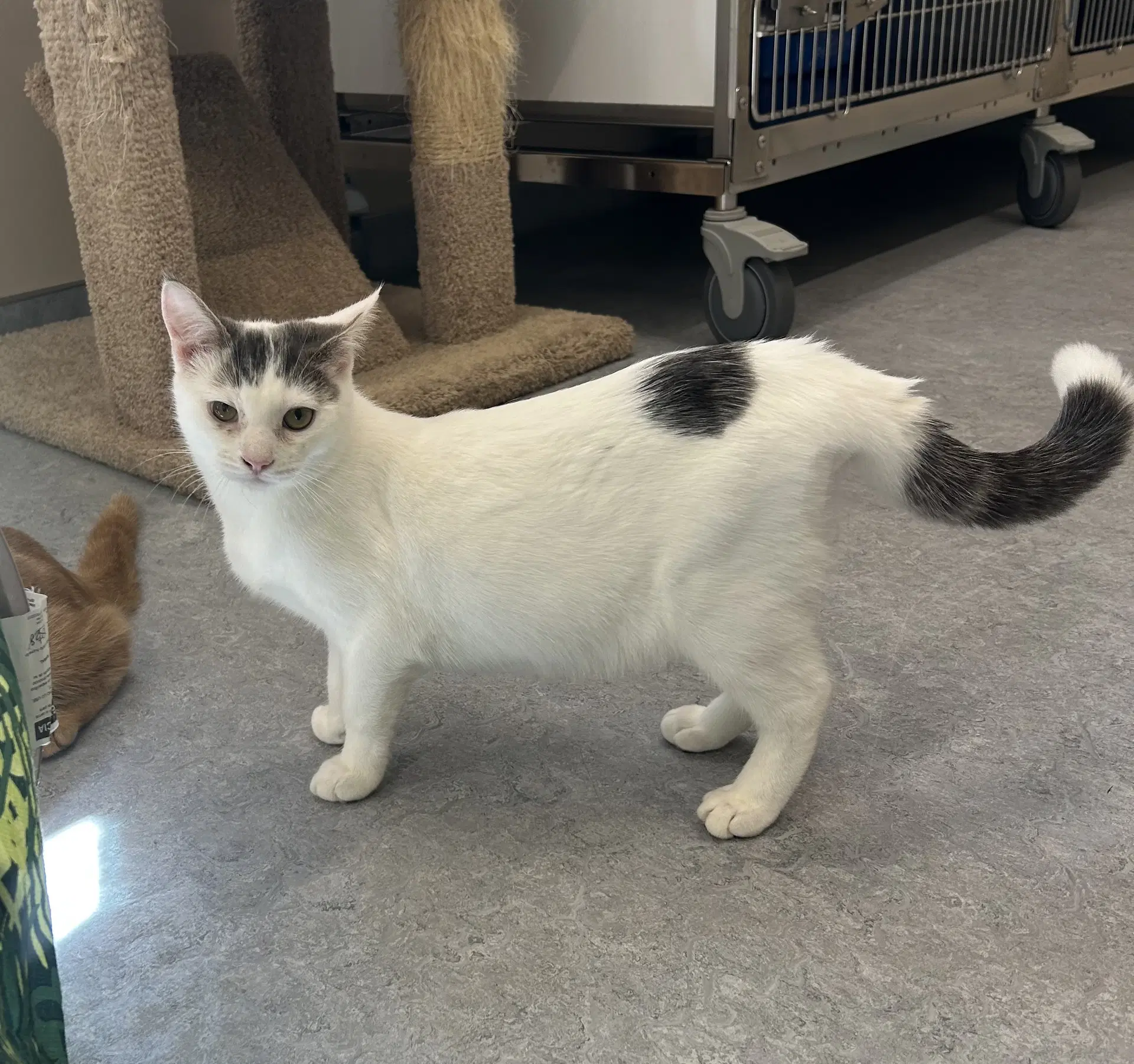 Wesley - Domestic Short Hair