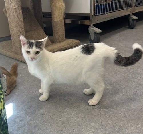 Wesley, a cat for adoption from Second Chance Animal Center