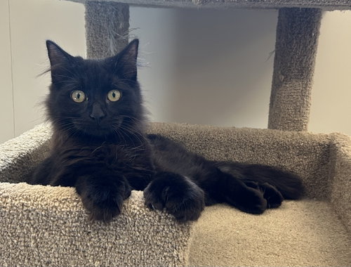 Atlas, a cat for adoption from Second Chance Animal Center