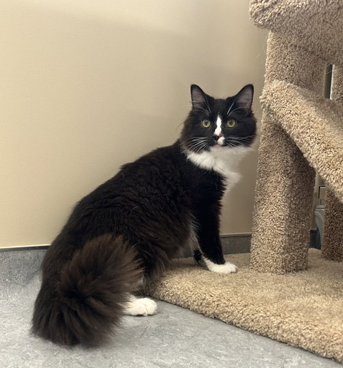Silas, a cat for adoption from Second Chance Animal Center