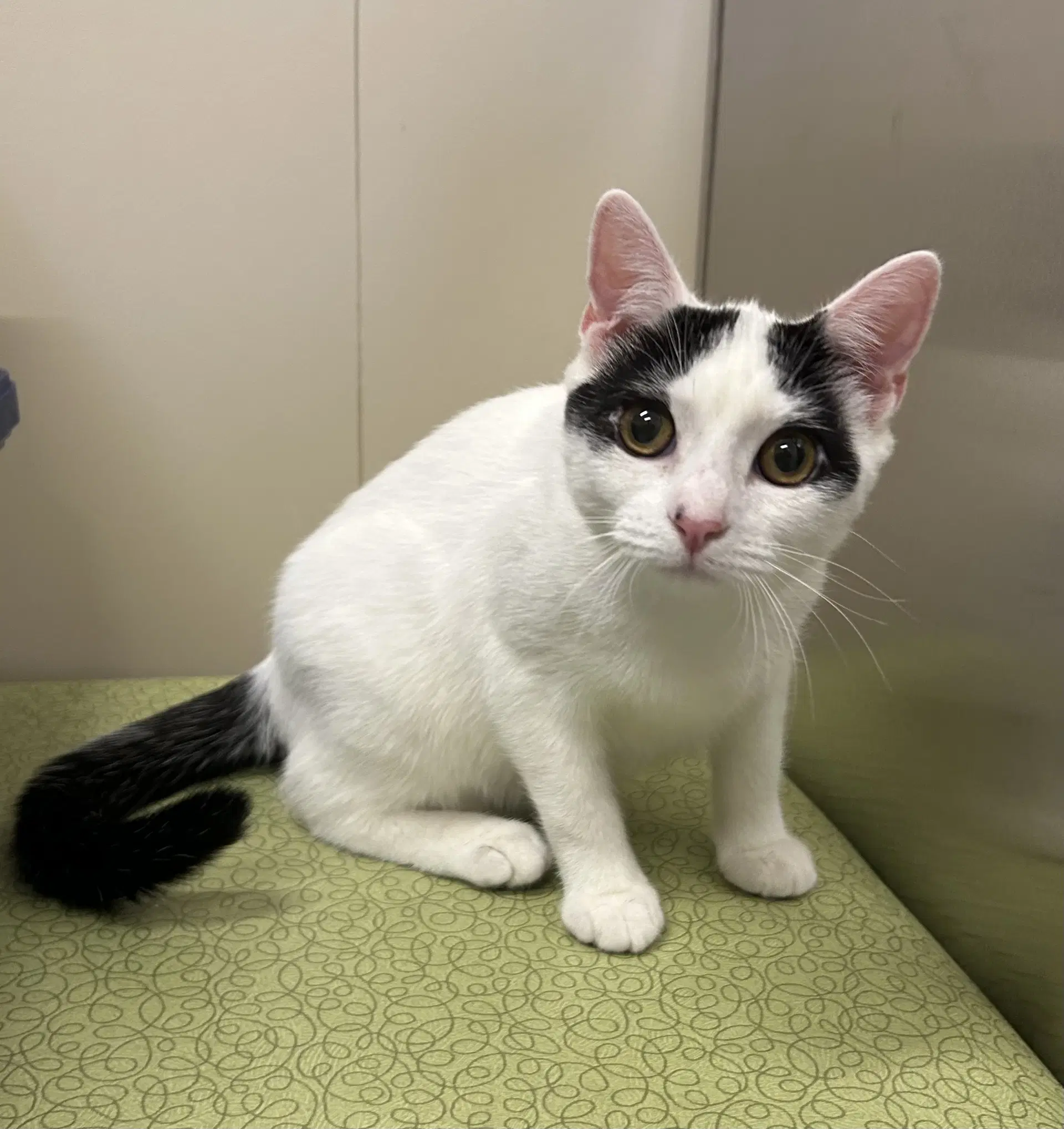 Chester - Domestic Short Hair