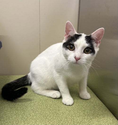 Chester, a cat for adoption from Second Chance Animal Center