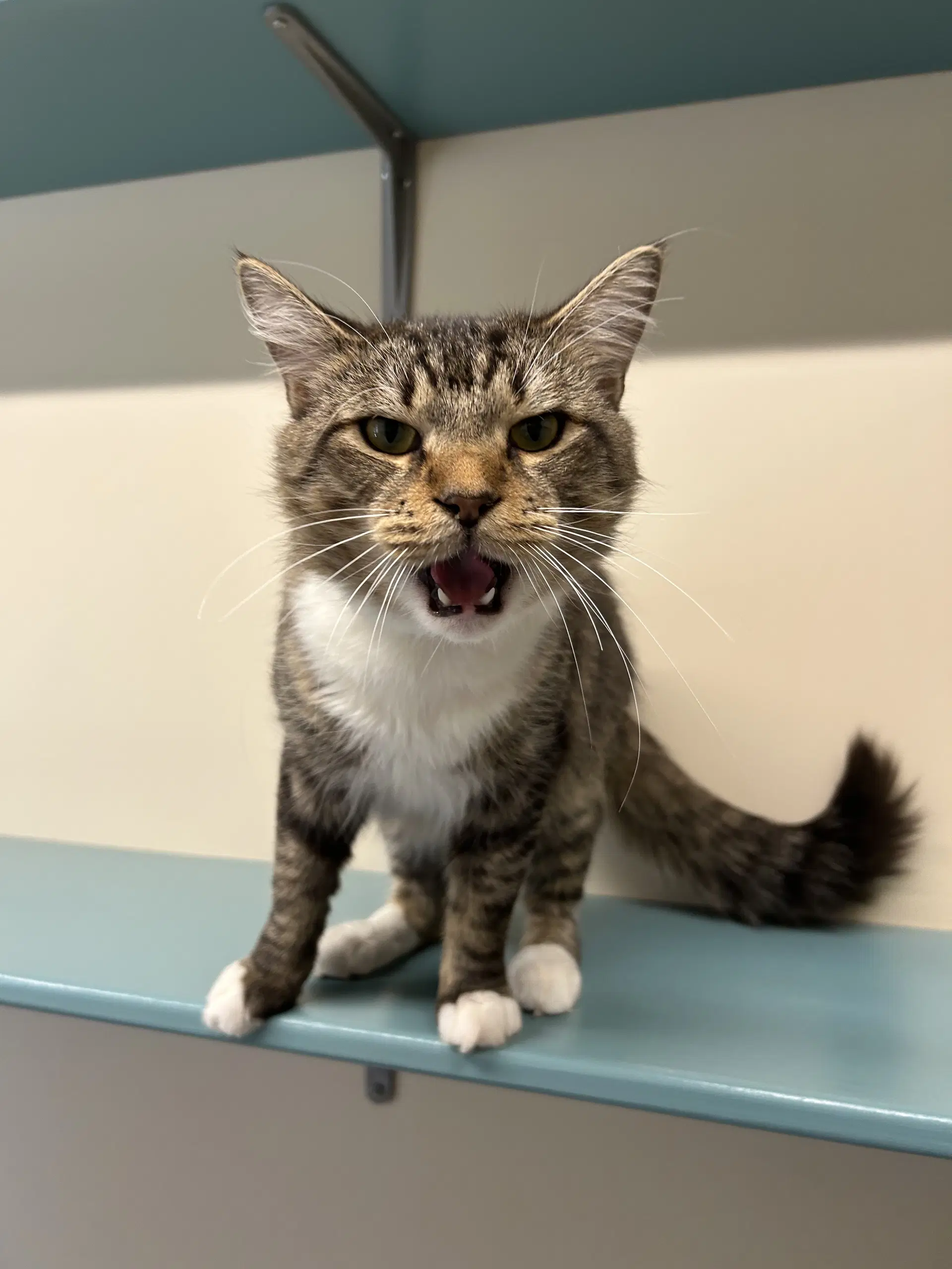 Frankie - Domestic Medium Hair
