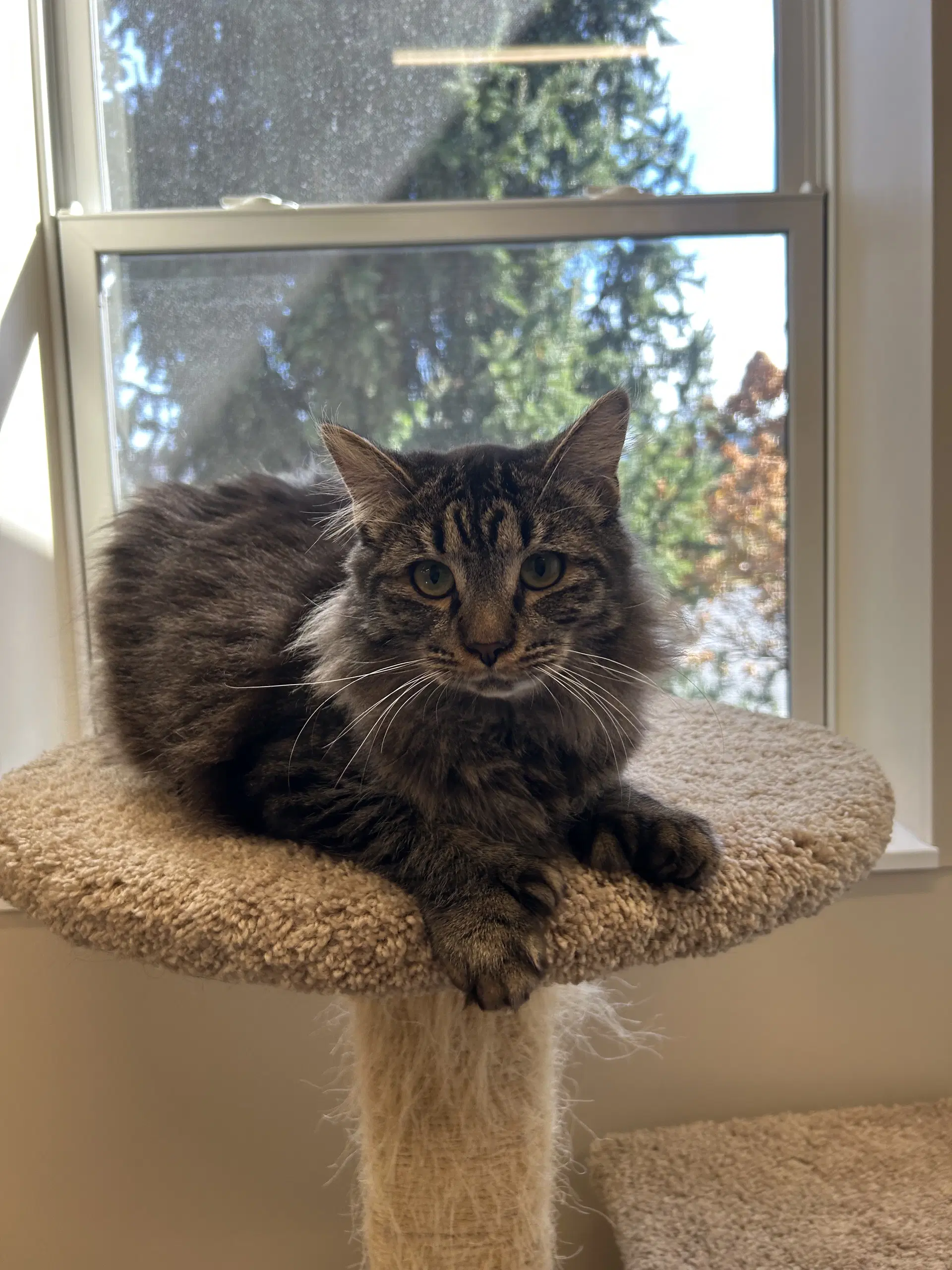 Duncan - Domestic Medium Hair