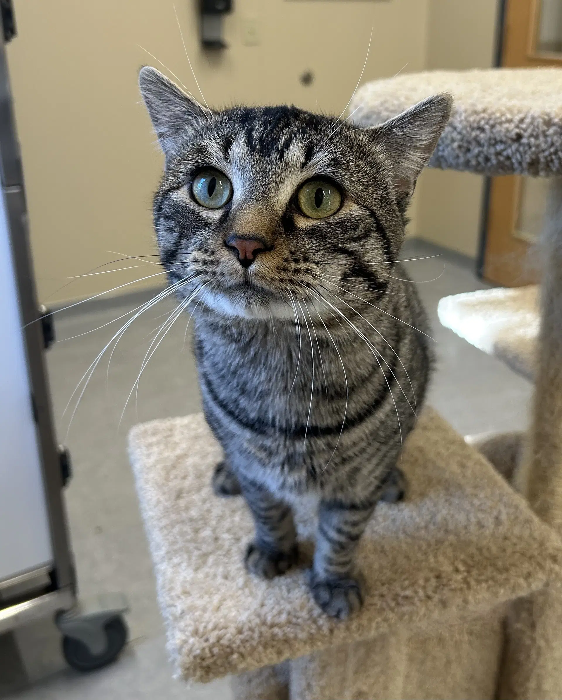 Rupert - Domestic Short Hair