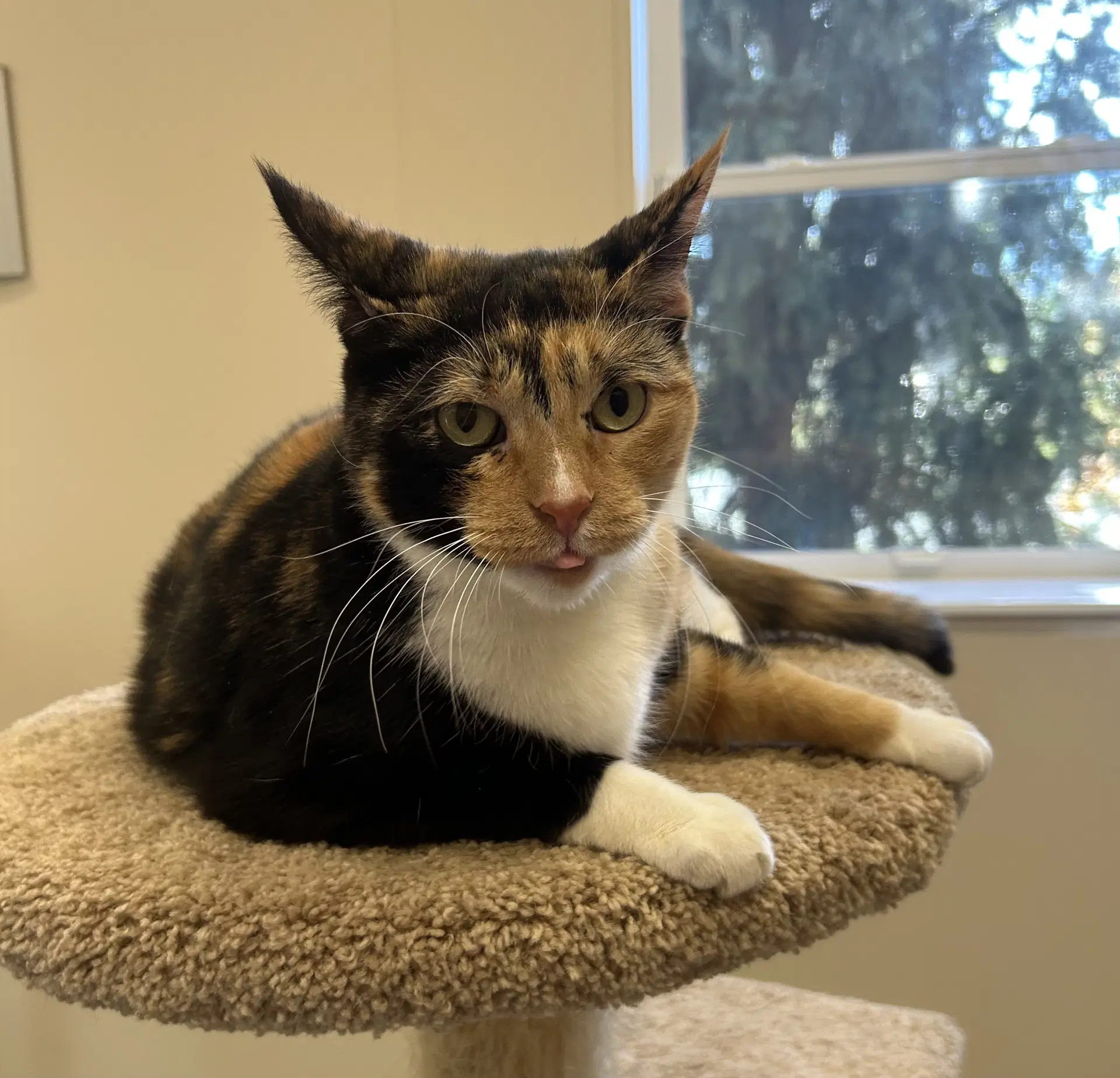 Clara - Domestic Short Hair