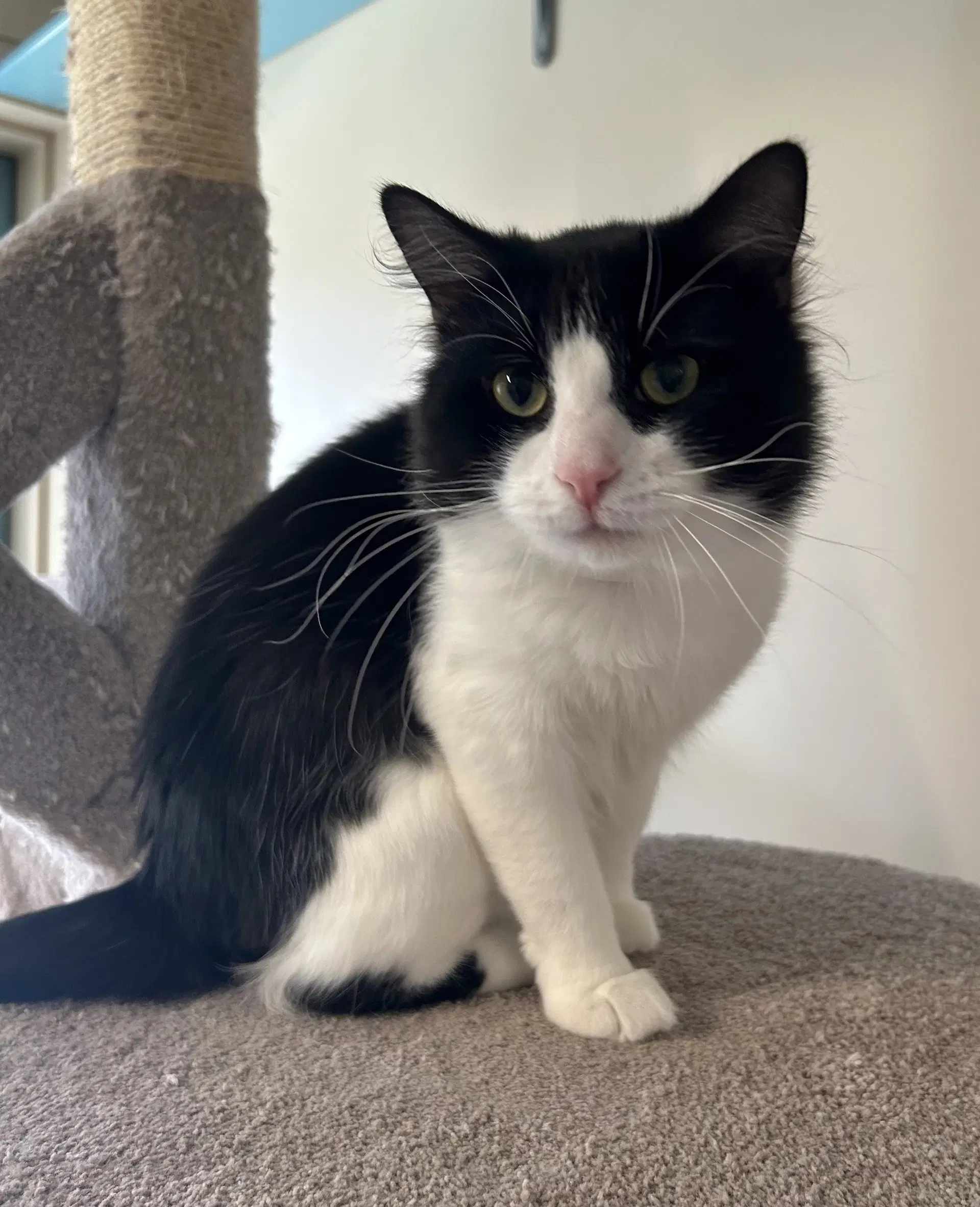 Screech - Domestic Medium Hair