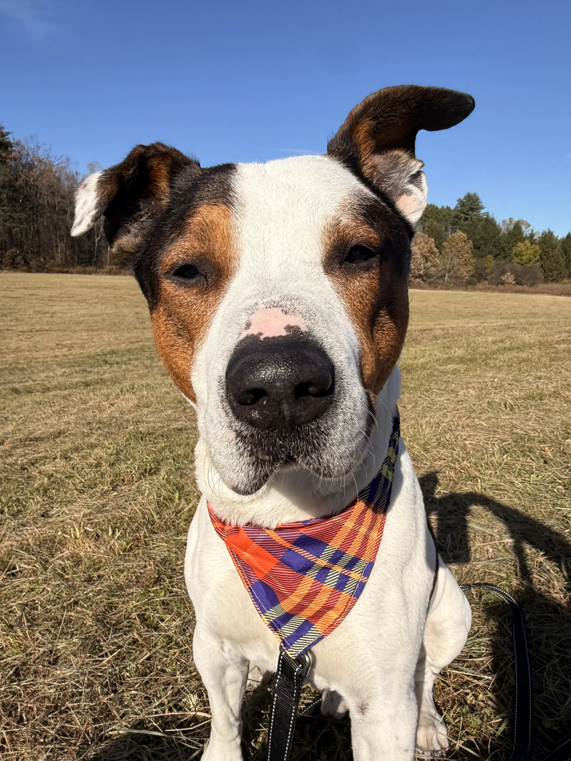 Spike - Pit Bull Terrier