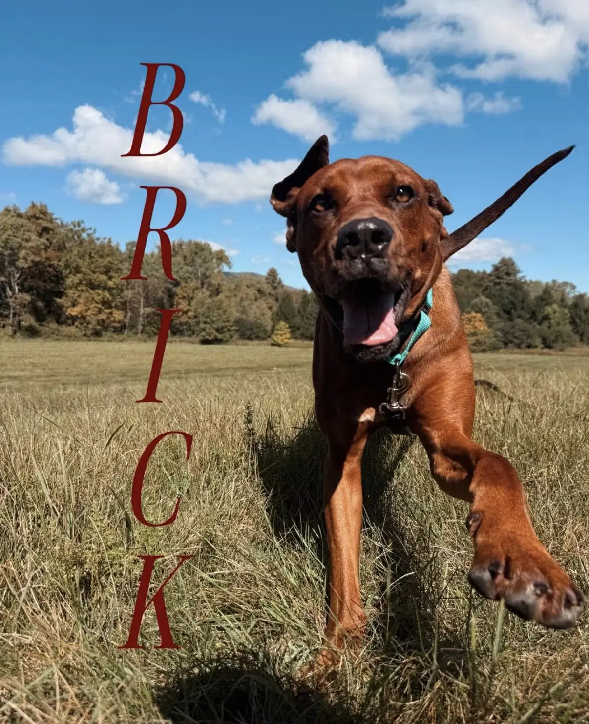 Brick - Redbone Coonhound