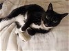 adoptable Cat in ocala, FL named MISSY