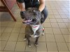 adoptable Dog in ocala, FL named GRANITE