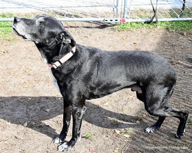 adoptable Dog in Ocala, FL named RINGO