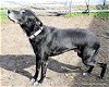 adoptable Dog in ocala, FL named RINGO