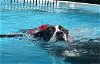 adoptable Dog in ocala, FL named THUNDER