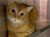 adoptable Cat in ocala, FL named SPENCER