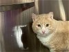 adoptable Cat in ocala, FL named PUMPKIN SR