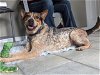 adoptable Dog in ocala, FL named HATTIE