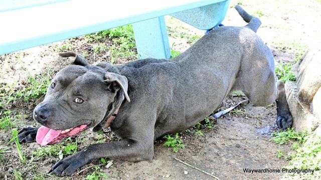 adoptable Dog in Ocala, FL named BLUE