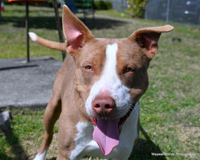 adoptable Dog in Ocala, FL named DUSTY