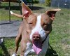 adoptable Dog in ocala, FL named DUSTY