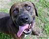 adoptable Dog in ocala, FL named MAC