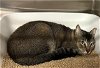 adoptable Cat in ocala, FL named SORA