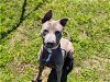 adoptable Dog in ocala, FL named CRUISE