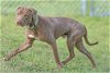 adoptable Dog in ocala, FL named MOCHA