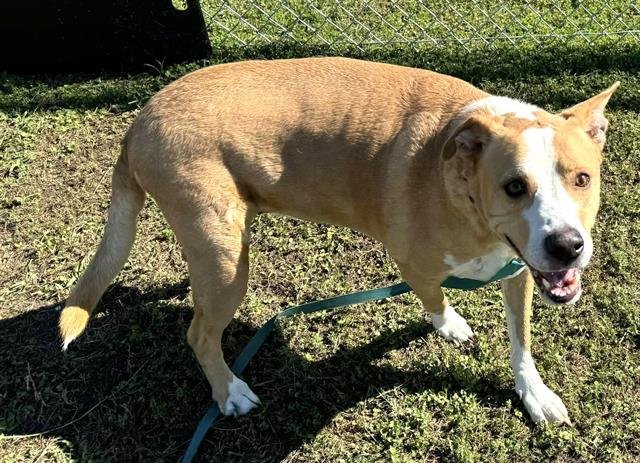 adoptable Dog in Ocala, FL named REX