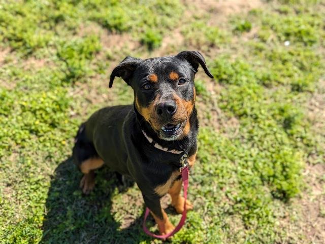 adoptable Dog in Ocala, FL named PAM
