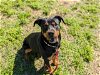 adoptable Dog in ocala, FL named PAM