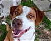 adoptable Dog in ocala, FL named COOKIE