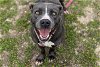 adoptable Dog in ocala, FL named PETUNIA