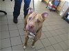 adoptable Dog in ocala, FL named EZRA MILLER