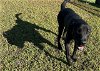 adoptable Dog in ocala, FL named LENNY