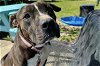 adoptable Dog in ocala, FL named KUZCO