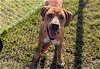 adoptable Dog in ocala, FL named JEWEL