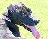 adoptable Dog in ocala, FL named FRITO