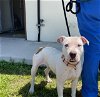 adoptable Dog in ocala, FL named AISLING