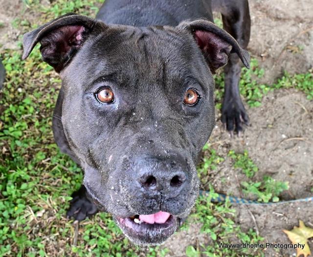 adoptable Dog in Ocala, FL named RYE