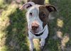 adoptable Dog in ocala, FL named AINE