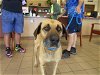 adoptable Dog in ocala, FL named BILL