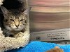 adoptable Cat in ocala, FL named DRESDEN