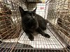 adoptable Cat in ocala, FL named ESSLYN