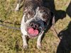 adoptable Dog in ocala, FL named VELMA