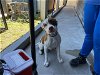 adoptable Dog in ocala, FL named PEEPERS