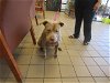 adoptable Dog in ocala, FL named KATE